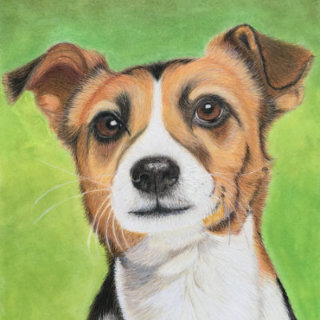 Colour Pencil Jack Russell