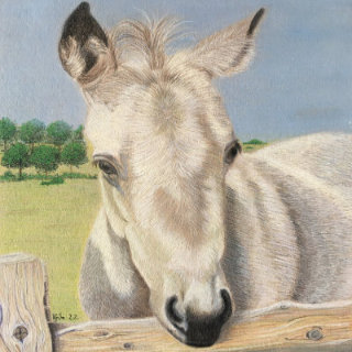 Lightfast colour pencil drawing of Foal