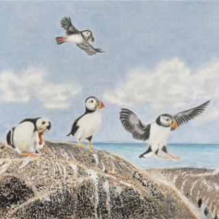 Puffins on Acrylic and CP