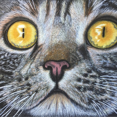 A close up cat